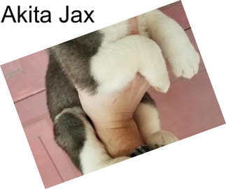 Akita Jax