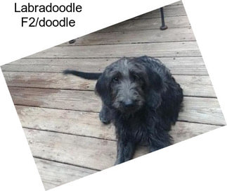 Labradoodle F2/doodle