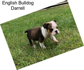 English Bulldog Darrell