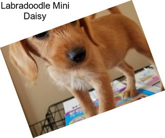Labradoodle Mini Daisy