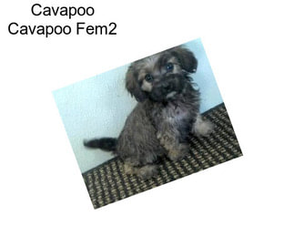 Cavapoo Cavapoo Fem2