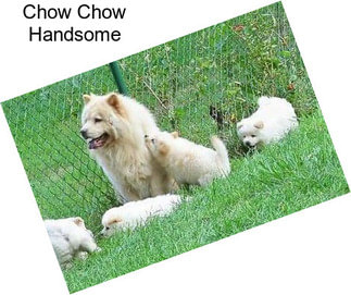 Chow Chow Handsome