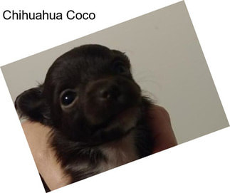 Chihuahua Coco