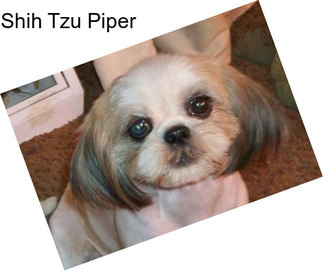 Shih Tzu Piper