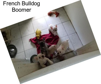 French Bulldog Boomer