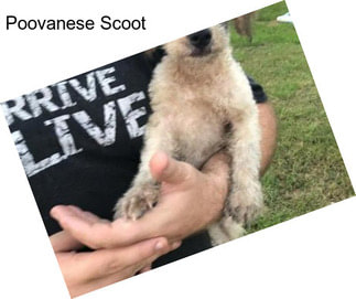 Poovanese Scoot