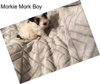 Morkie Mork Boy