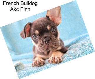 French Bulldog Akc Finn