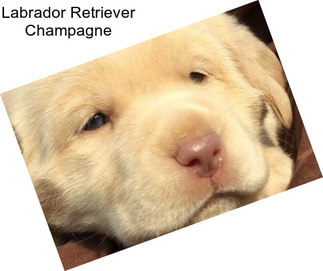 Labrador Retriever Champagne