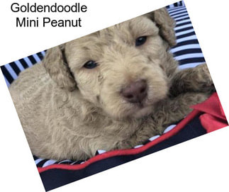 Goldendoodle Mini Peanut