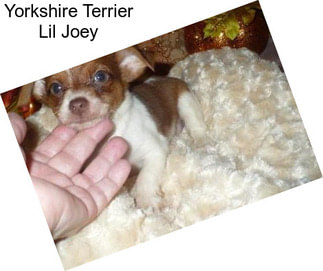 Yorkshire Terrier Lil Joey