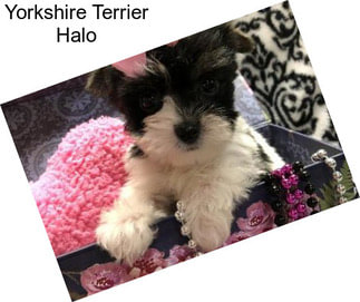 Yorkshire Terrier Halo