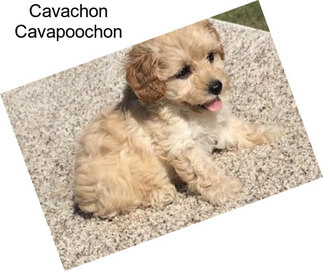 Cavachon Cavapoochon