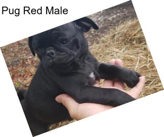 Pug Red Male