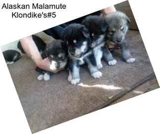 Alaskan Malamute Klondike\'s#5