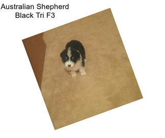 Australian Shepherd Black Tri F3