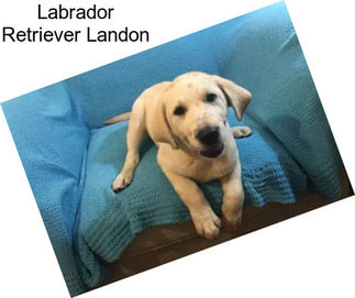 Labrador Retriever Landon
