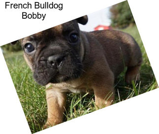 French Bulldog Bobby