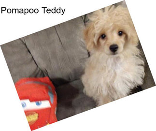 Pomapoo Teddy