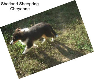 Shetland Sheepdog Cheyenne