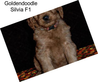 Goldendoodle Silvia F1