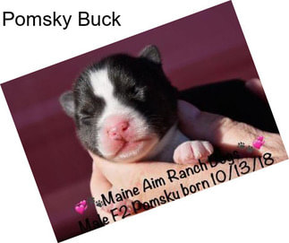 Pomsky Buck