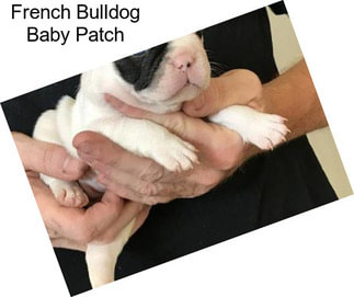 French Bulldog Baby Patch