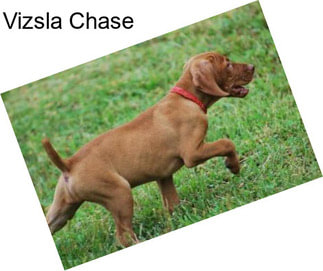 Vizsla Chase