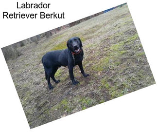 Labrador Retriever Berkut