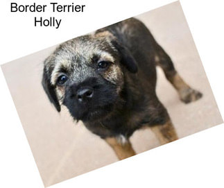 Border Terrier Holly