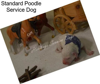 Standard Poodle Service Dog