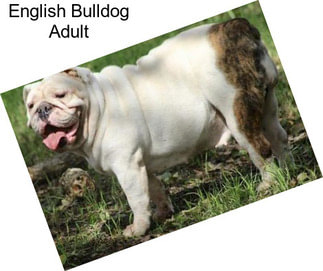 English Bulldog Adult