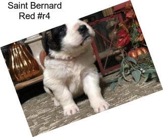 Saint Bernard Red #r4