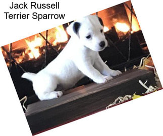 Jack Russell Terrier Sparrow