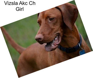 Vizsla Akc Ch Girl