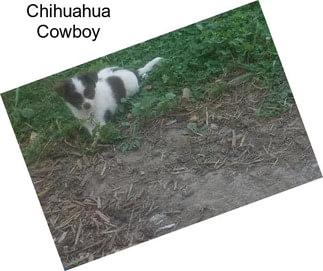 Chihuahua Cowboy