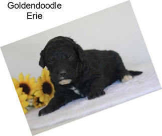 Goldendoodle Erie