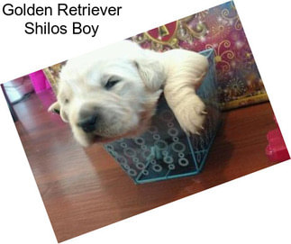 Golden Retriever Shilos Boy