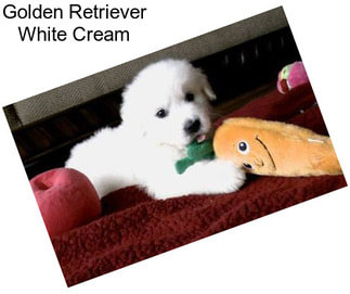 Golden Retriever White Cream