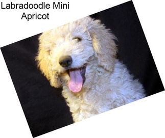 Labradoodle Mini Apricot