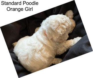 Standard Poodle Orange Girl