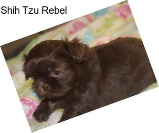 Shih Tzu Rebel