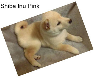 Shiba Inu Pink