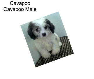 Cavapoo Cavapoo Male