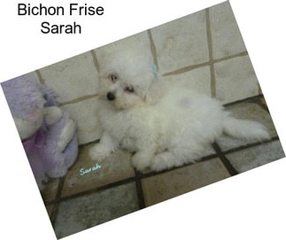 Bichon Frise Sarah