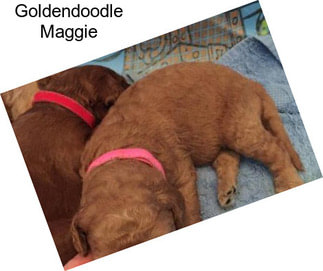 Goldendoodle Maggie