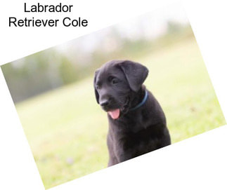 Labrador Retriever Cole