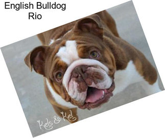 English Bulldog Rio