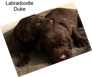 Labradoodle Duke