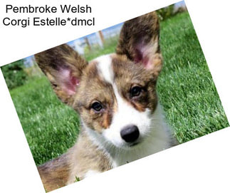 Pembroke Welsh Corgi Estelle*dmcl